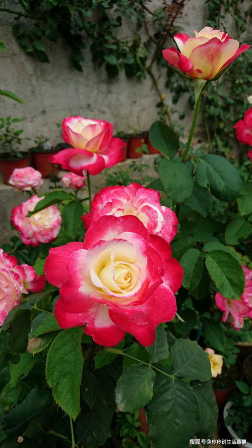 賞花何必獨(dú)牡丹？精品月季“紅雙喜”，花中皇后更勝芳